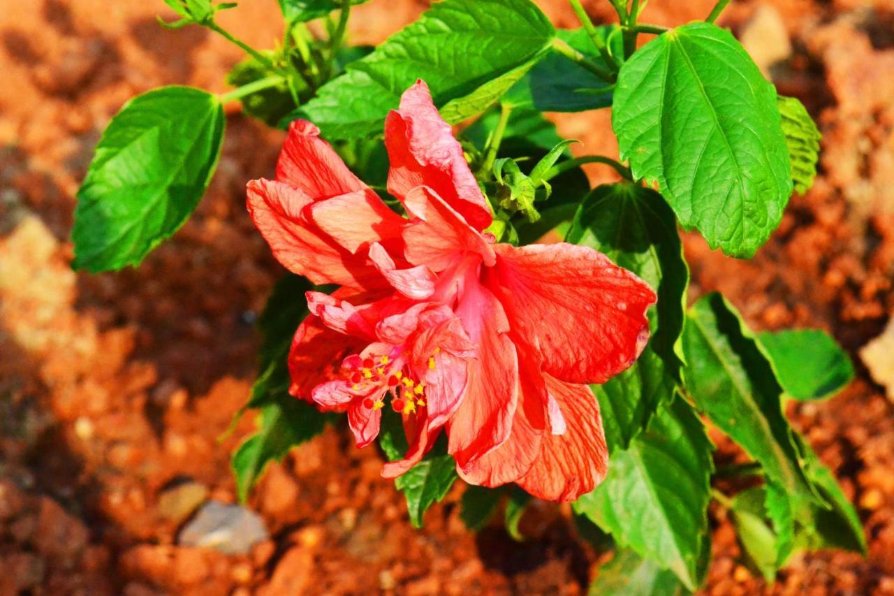 Radhika Eco Resort Arambol Exterior foto